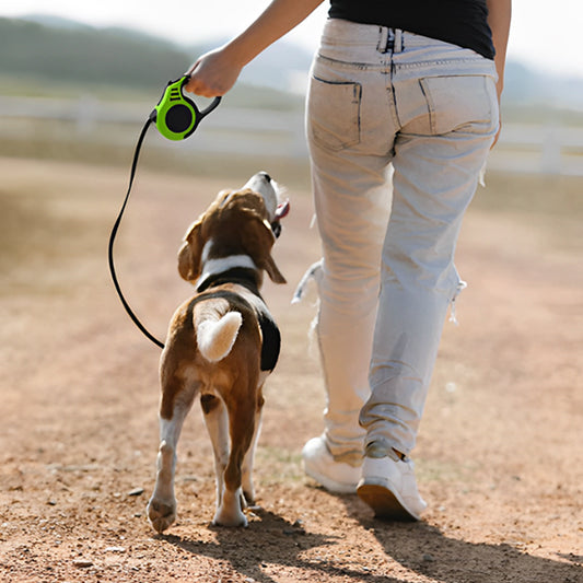 balade-sur-la-plage-en-securite-avec-laisse-chien