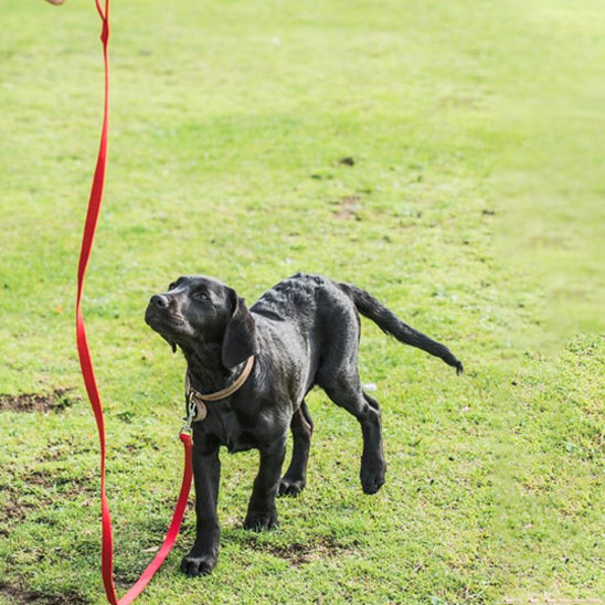 Laisse de chien rouge avec un jeune labrador noir en attente de direction de dressage