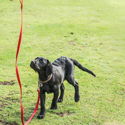 Laisse de chien rouge avec un jeune labrador noir en attente de direction de dressage