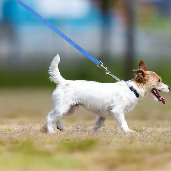 jack russell a la decouverte du monde avec sa laisse de chien bleu