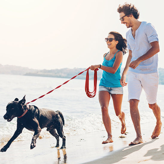 couple sur la plage avec son jeune labrador en laisse de chien ultra longe