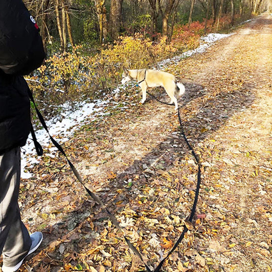jeune husky a la decouverte de la foret avec son maitre avec sa longue laisse de chien
