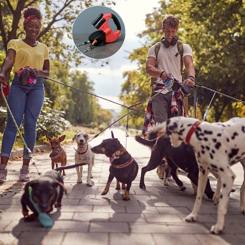 balade avec des chiens entremeler et laisse double pour chien 