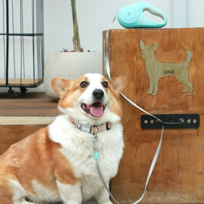Laisse Enrouleur Chien | BrightDog™