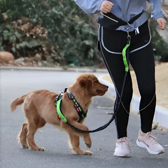 Jeune chien avec sa laisse pour chien dans un entrainement de dressage