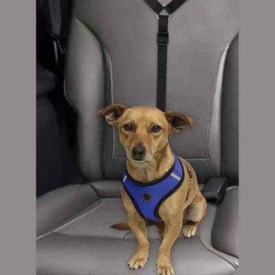petit chien attache sur banquette arriere avec sa laisse pour chien