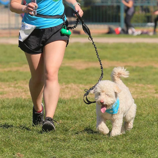 Petit chien avec sa laisse pour chien en promenade avec son maitre
