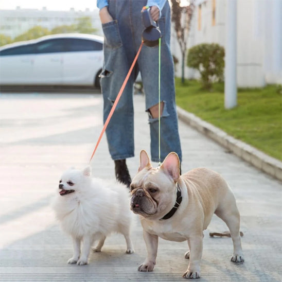 balade urbaine avec ses deux chiens en laisse double pour chien 