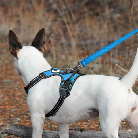 petit chien blanc attache avec sa longe chien bleu