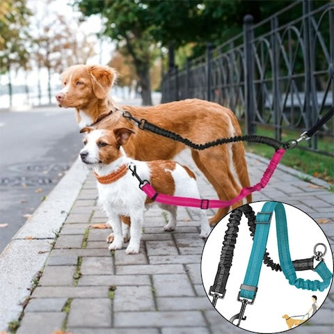 longe chien couelur bleu