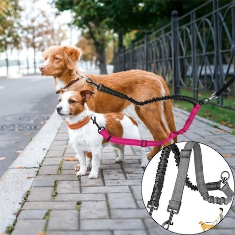 longe chien couleur grise