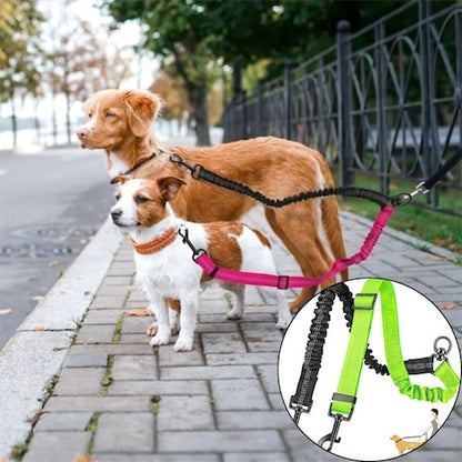 longe chien couleur vert