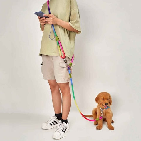 longe chien multicolore mains libres