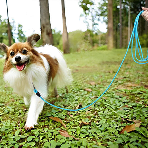 petit chien en balade dans le parc tenu par sa longe pour chien