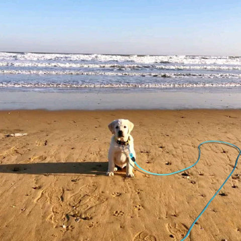 jeune chien sur la plage avec sa longe pour chien bleu