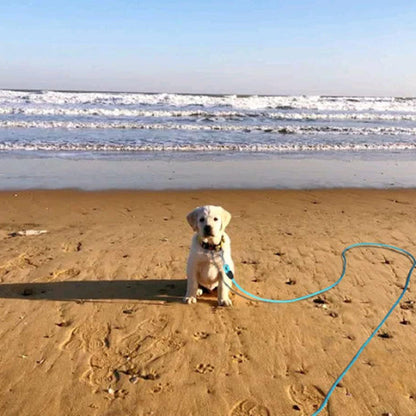jeune chien sur la plage avec sa longe pour chien bleu