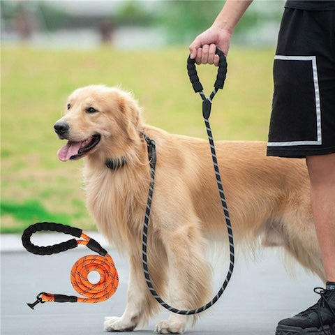 longe pour chien couleur orange