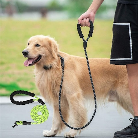 longe pour chien couleur verte