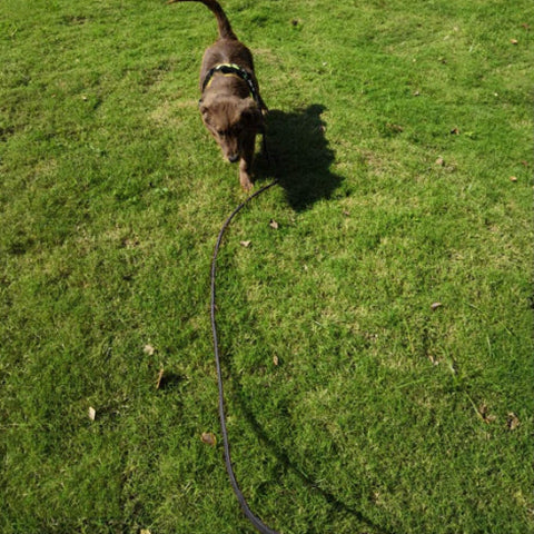 petit chiot brun en balade sur le gazon avec sa longe pour chien de dressage