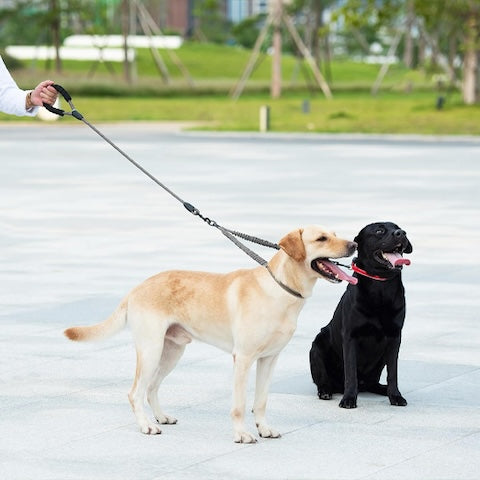 labrador noir et blond avec leur longe pour chien double action