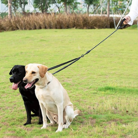 deux labrador retenu par leur longe pour chien