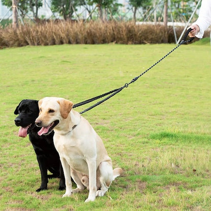 deux labrador retenu par leur longe pour chien
