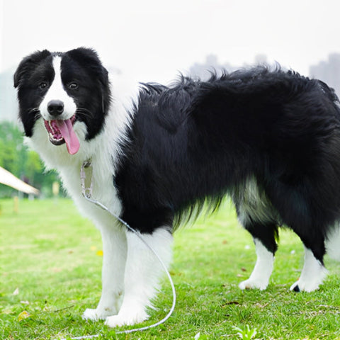 border collie dans le parc avec sa longe pour chien