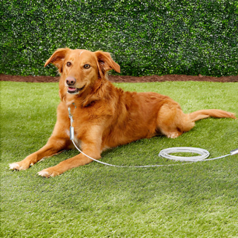 chien roux attache a l exterieur par sa longe pour chien