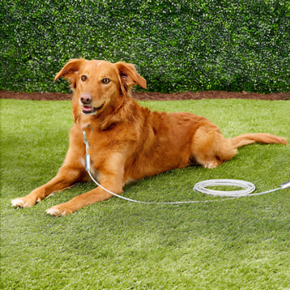 chien roux attache a l exterieur par sa longe pour chien