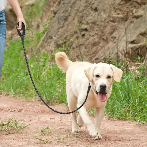 longe pour chien noir reflechissante