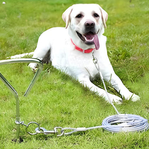 vieux labrador en pause chez des amis avec sa longe pour chien
