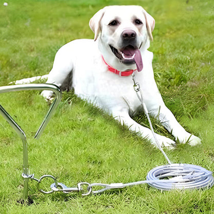 vieux labrador en pause chez des amis avec sa longe pour chien