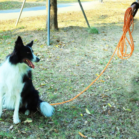 border collie dans un parc en attentet de son maitre pour une balade avec sa longe pour chien