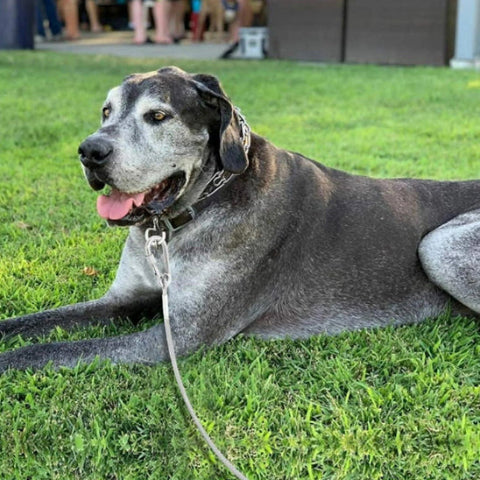 grand chien gris attache sur le gazon avec sa longe pour chien