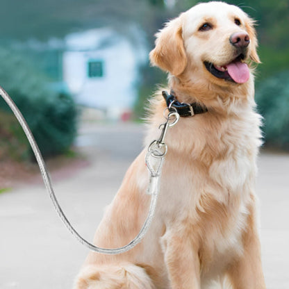 longe pour chien balade dans la campagne