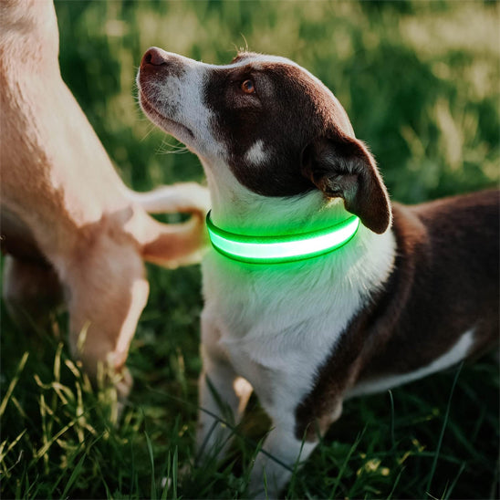 petit chien dans l herbe qui porte son collier lumineux chien vert
