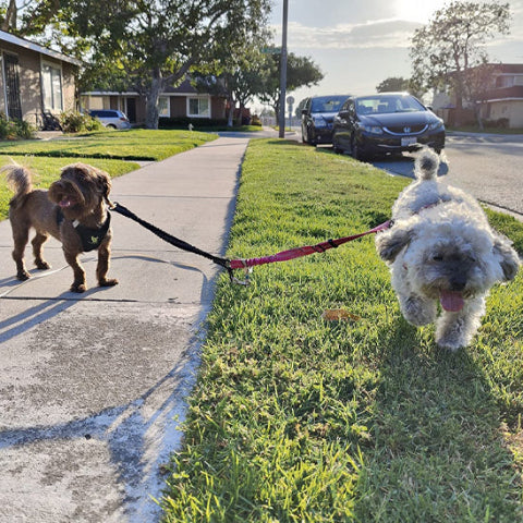 petits chiens en balade exterieur eavec la longe chien double