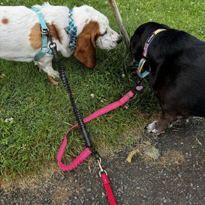 uen sortie pour les besoins de vos chiens sans enchevetrement grace a la longe chien