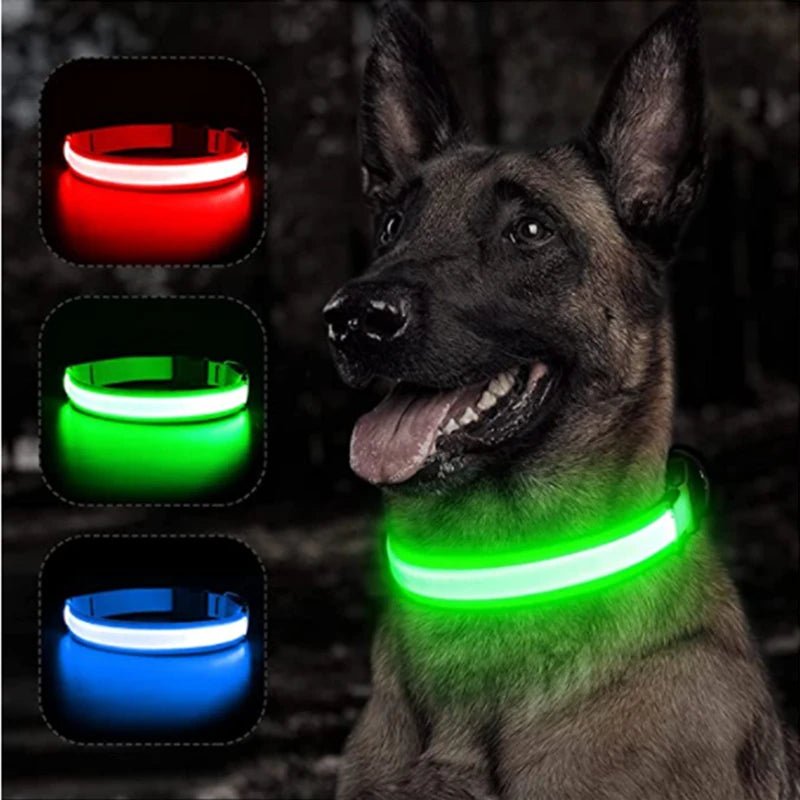 Collier chien | Luminight™ - Pitou a Tout