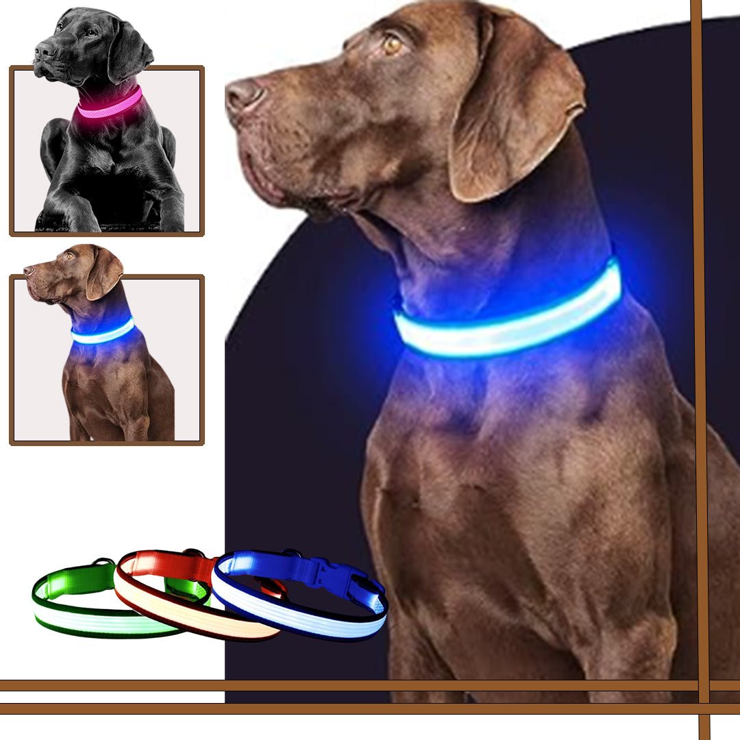 Collier chien | Luminight™ - Pitou a Tout