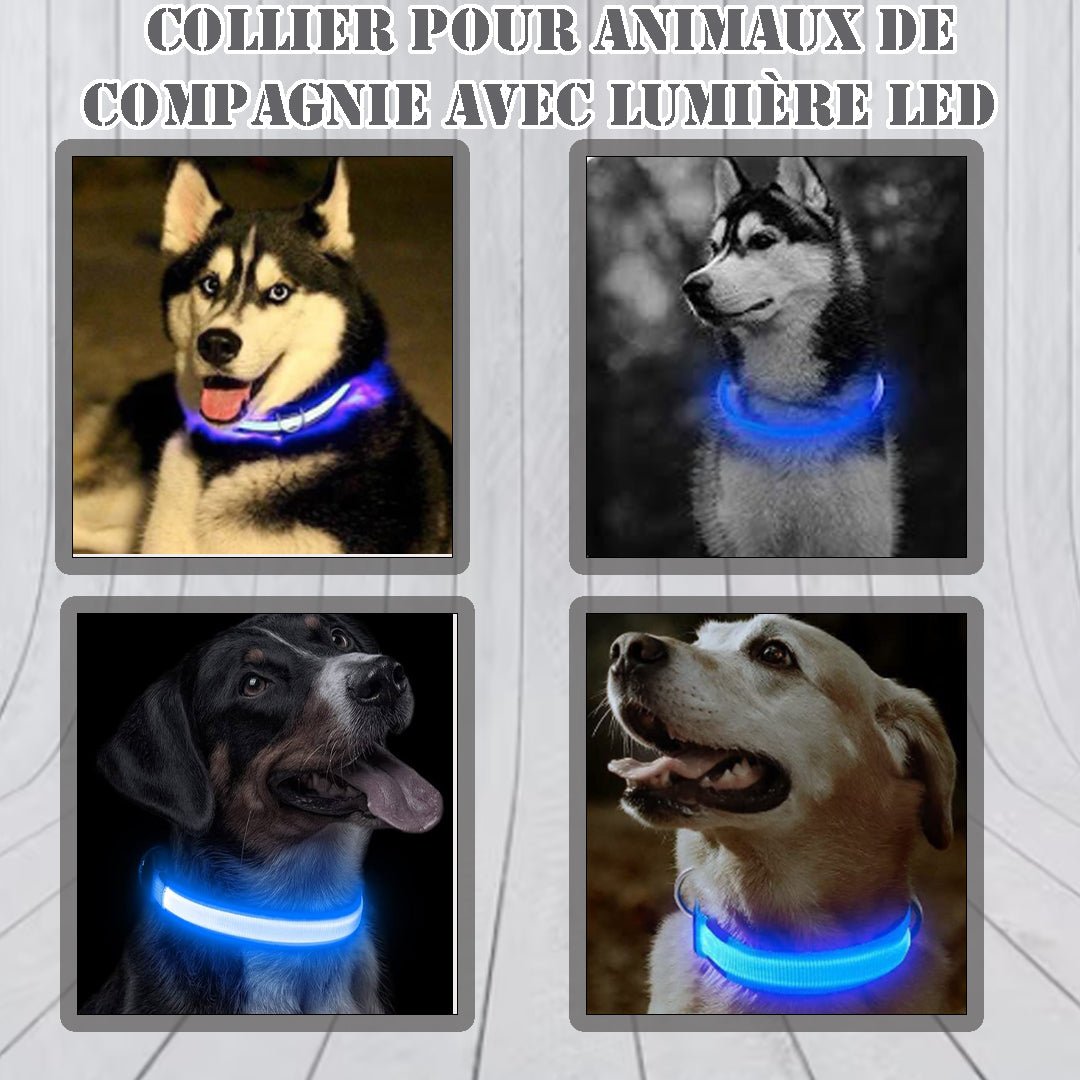 Collier chien | Luminight™ - Pitou a Tout