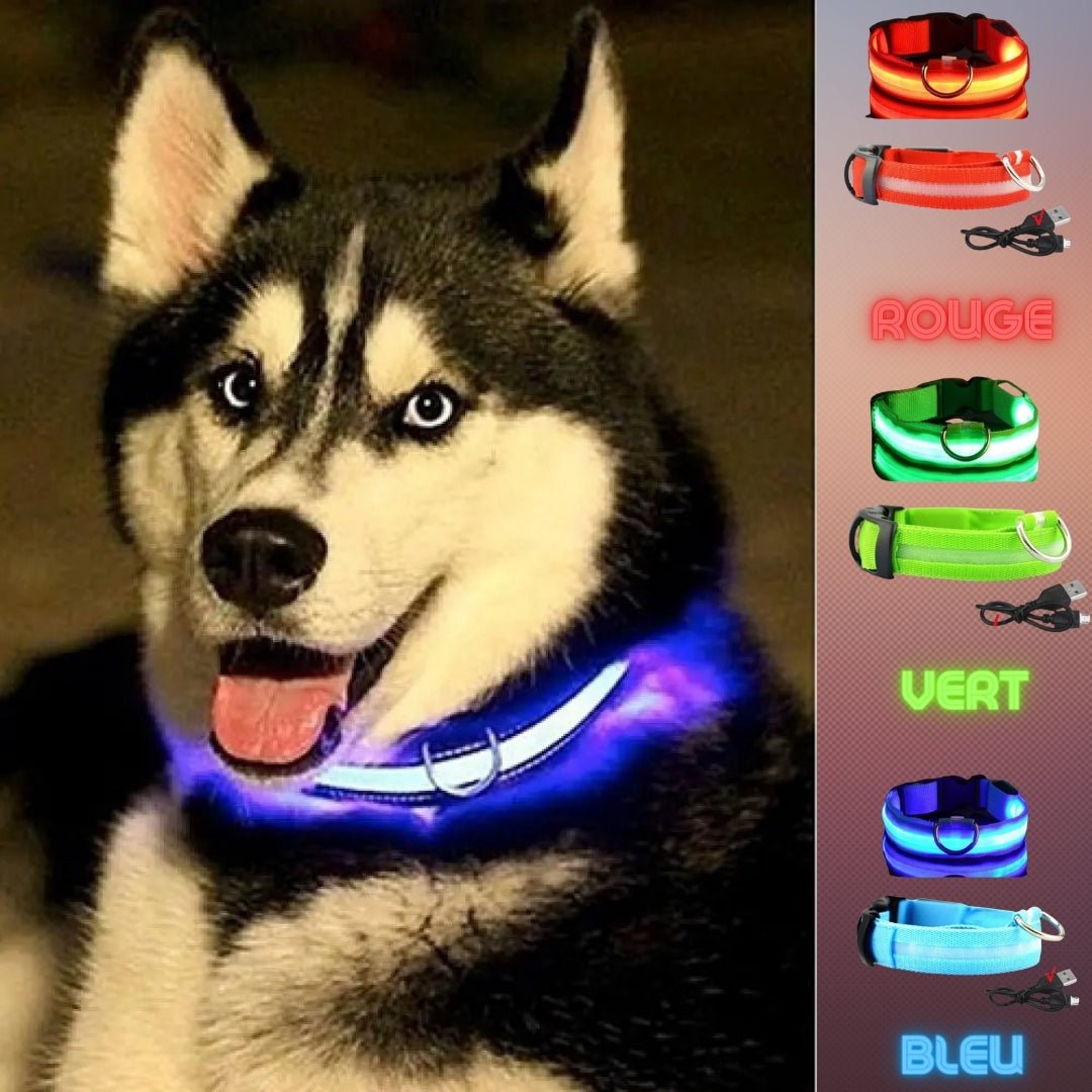 Collier chien | Luminight™ - Pitou a Tout