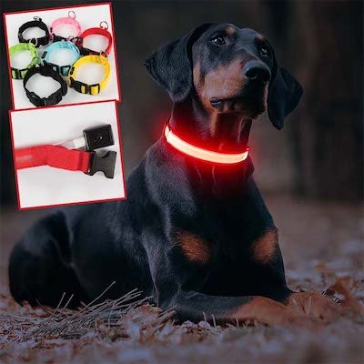 Collier chien | Luminight™ - Pitou a Tout