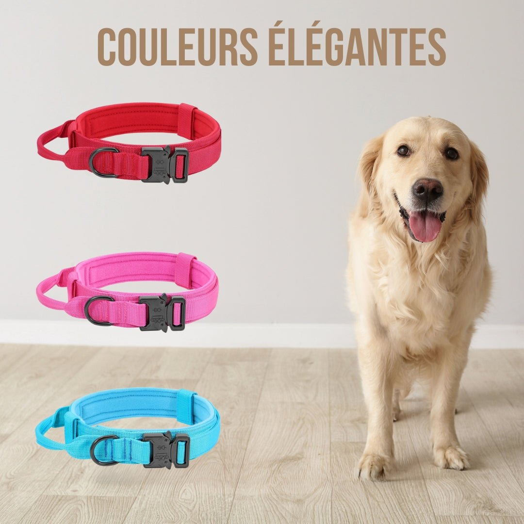 Collier pour chien | FlashDog™ - Pitou a Tout