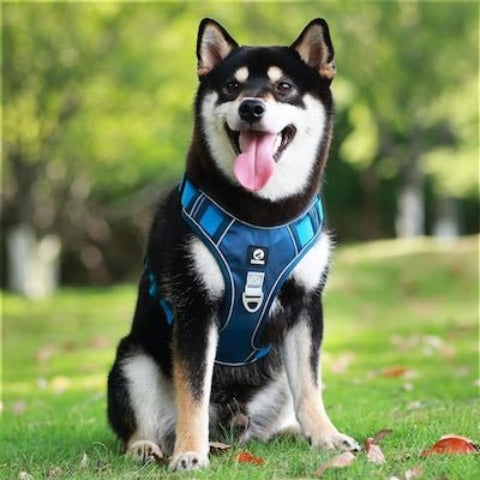 harnais anti traction chien secu confort couleur bleu