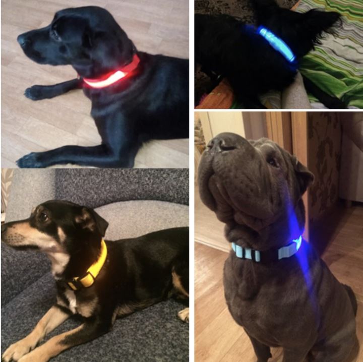 LedCollar™ - Collier à LED rechargeable pour chien - Pitou a Tout