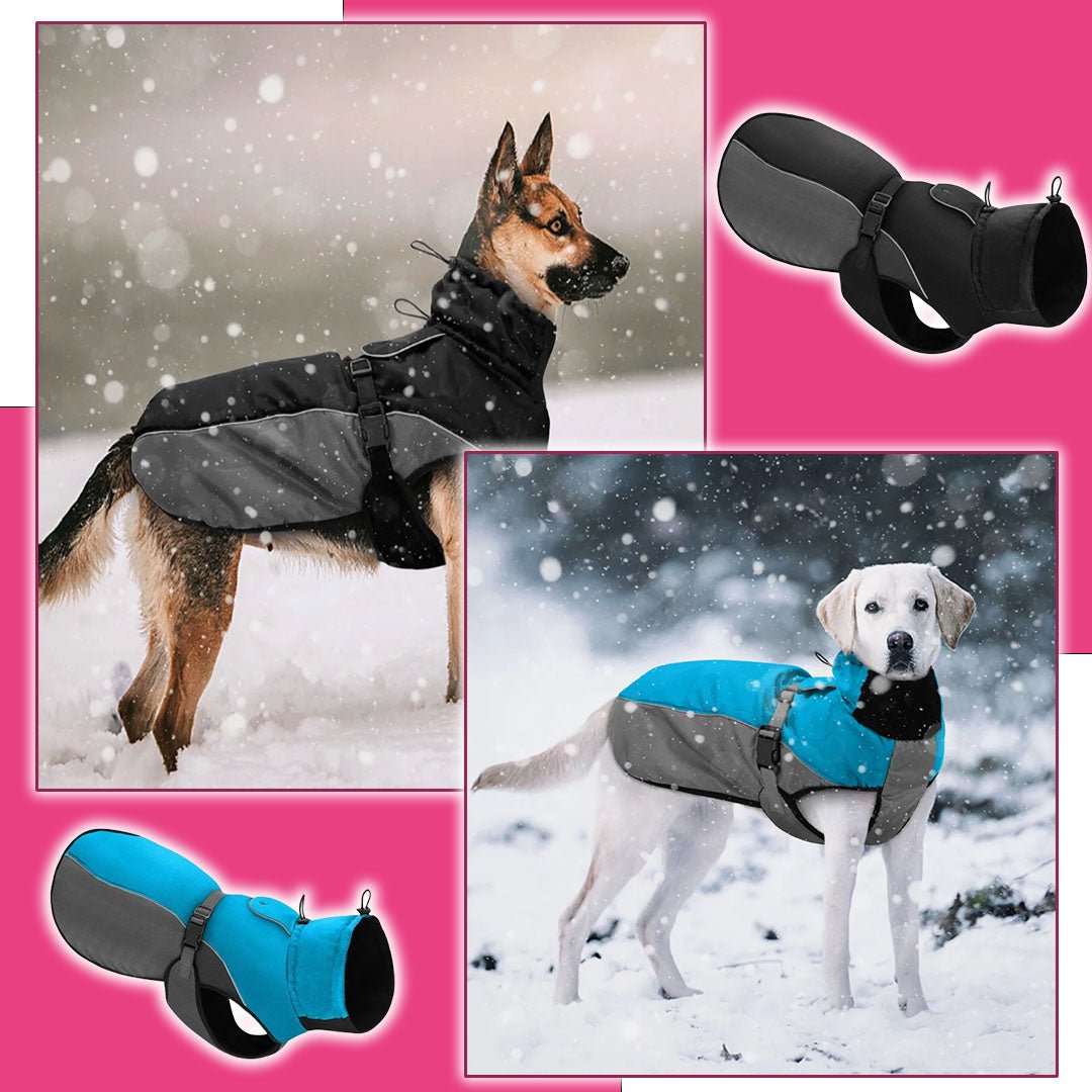 Manteau chien | DogRain™ - Pitou a Tout